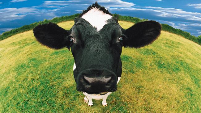 Cow